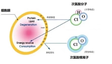 次氯酸根離子